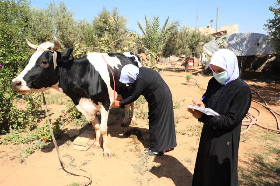 FAO’s farmer field schools improve animal husbandry practices for women